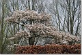 Bloeiende krentenboom